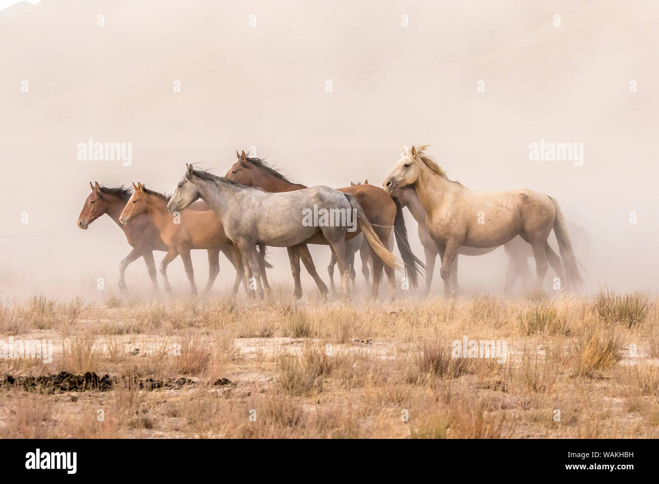 Stati Uniti d'America, Utah, Tooele County. Cavalli selvaggi e polvere. Credito come: Cathy e Gordon Illg Jaynes / Galleria / DanitaDelimont.com Foto Stock