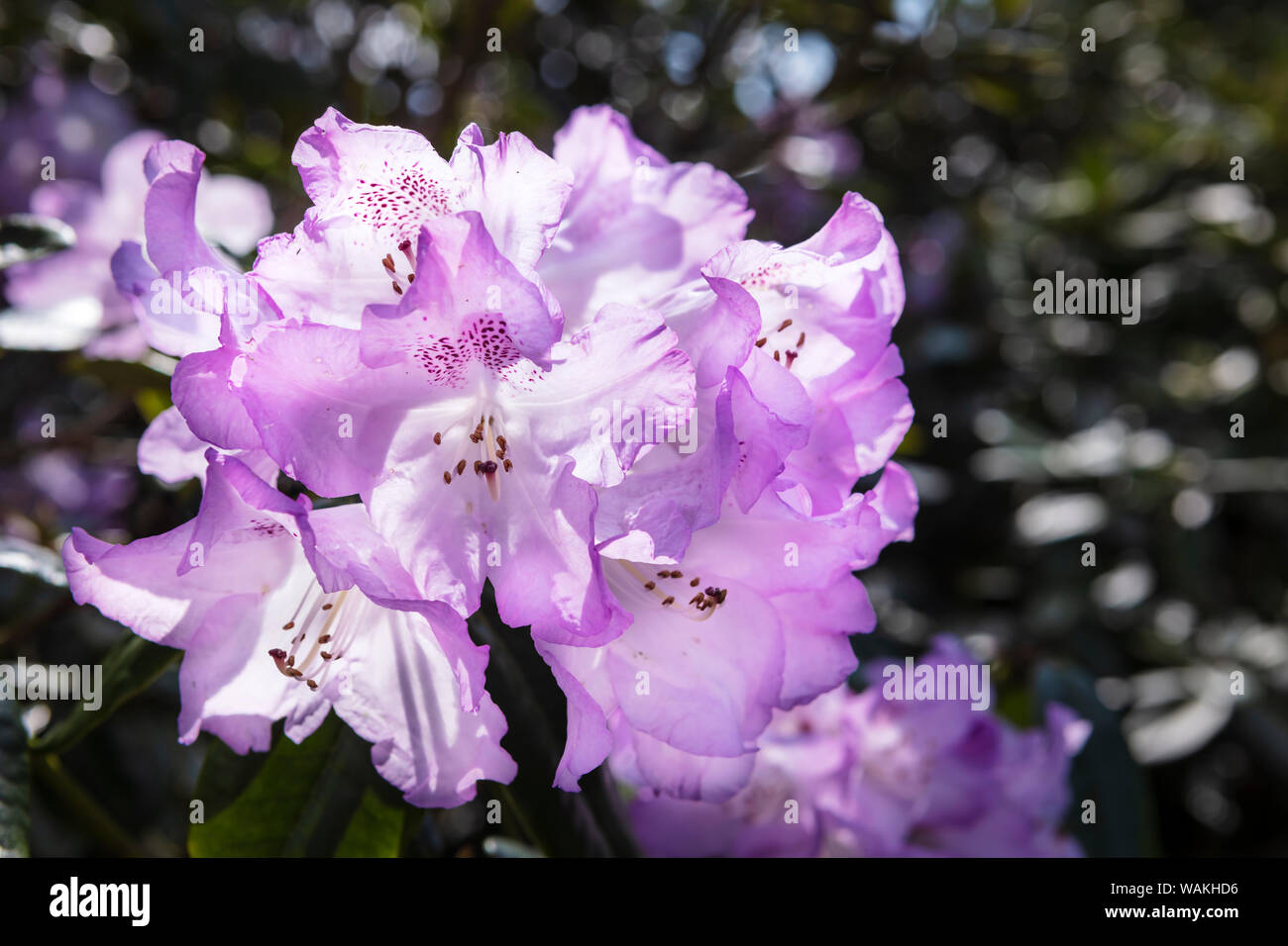 Cluster di rosa rododendro magenta fiori in piena fioritura di close-up. Foto Stock