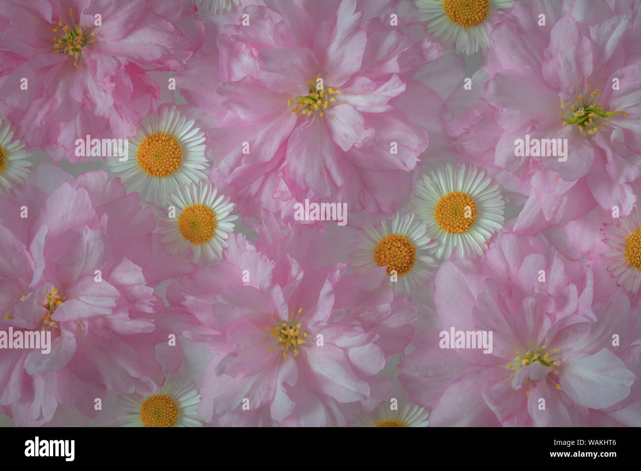 Stati Uniti d'America, nello Stato di Washington, Seabeck. Ciliegio ornamentale fiorisce e Santa Barbara margherite. Credito come: Don Paulson Jaynes / Galleria / DanitaDelimont.com Foto Stock