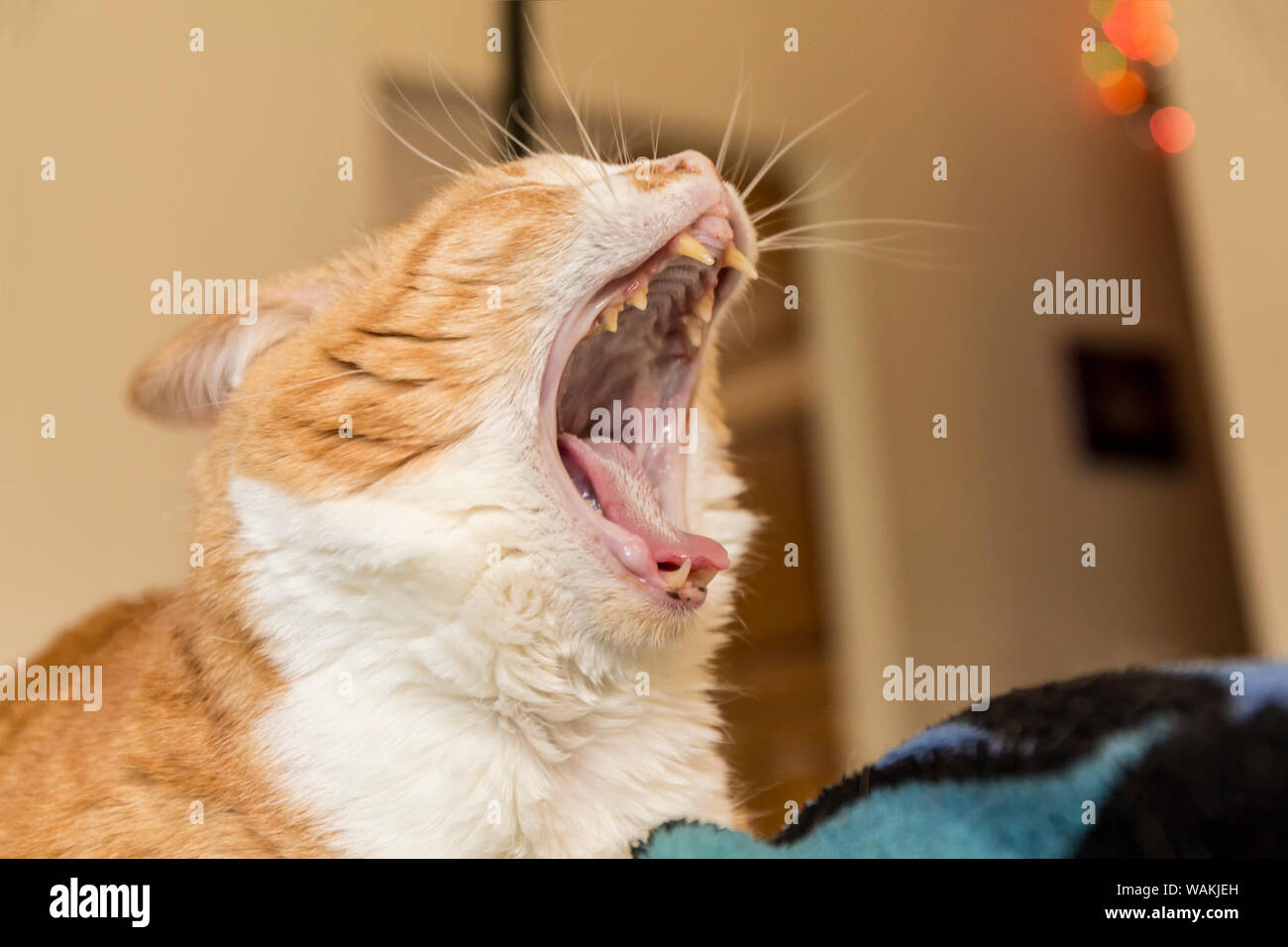 Corto interno-capelli cat dando un grande sbadiglio e mostra il suo denti affilati. (PR) Foto Stock
