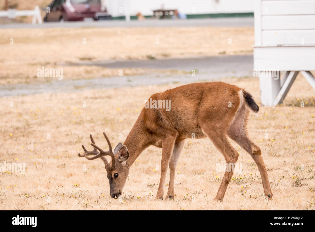 Port Townsend, nello Stato di Washington, USA. Mulo maschio o nero-tailed deer nella zona residenziale di Fort Worden parco dello stato. Foto Stock