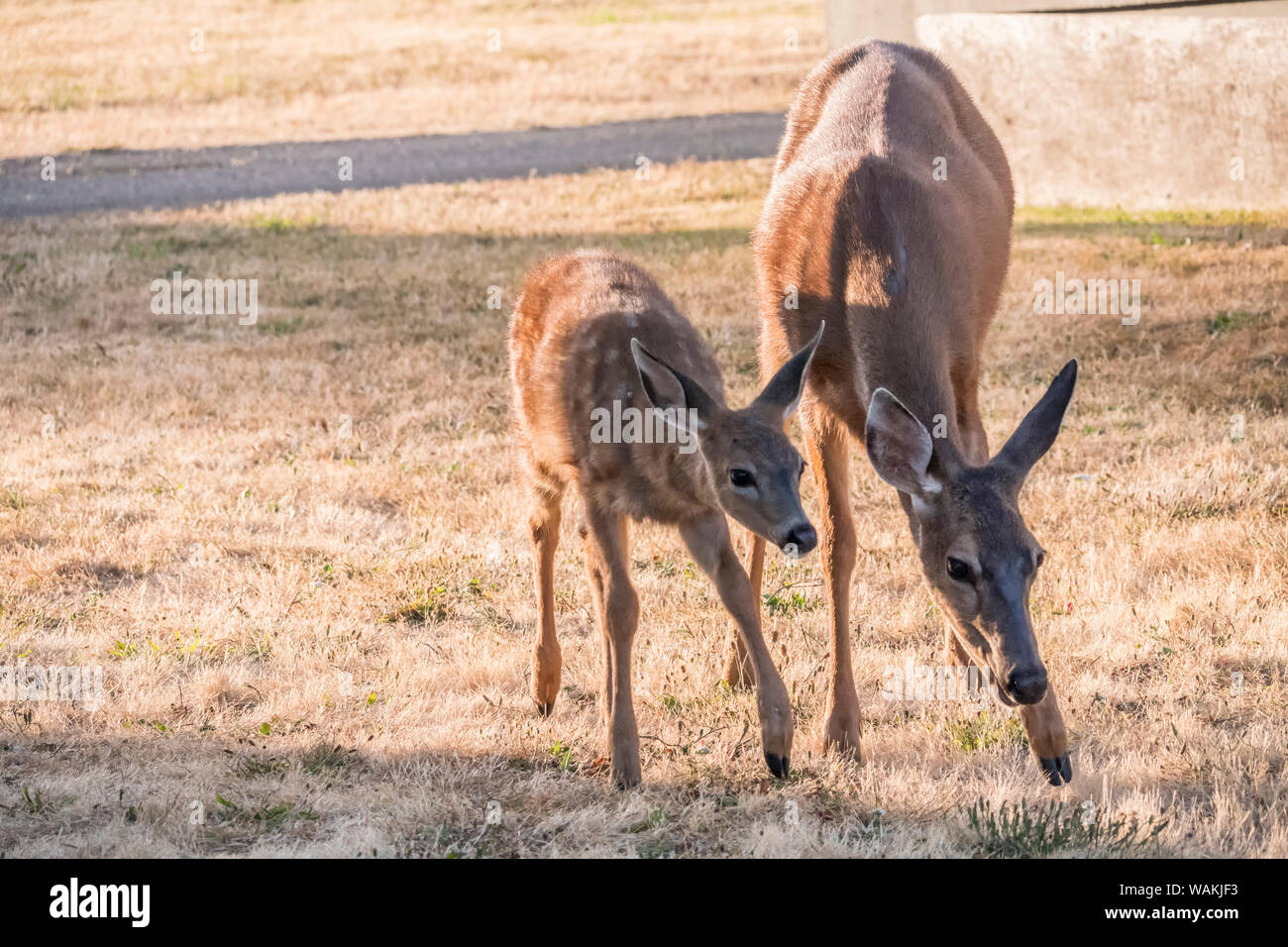 Port Townsend, nello Stato di Washington, USA. Doe e fawn mulo o nero-tailed deer pascolare su frost-ricoperto di erba nella zona residenziale di Fort Worden parco dello stato. Foto Stock