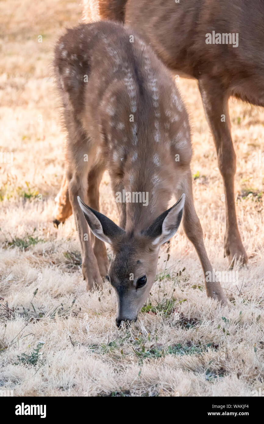 Port Townsend, nello Stato di Washington, USA. Doe e fawn mulo o nero-tailed deer pascolare su frost-ricoperto di erba nella zona residenziale di Fort Worden parco dello stato. Foto Stock