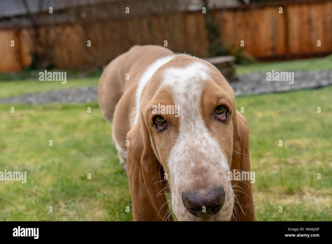 Cinque mesi di età Basset Hound cucciolo. (PR) Foto Stock