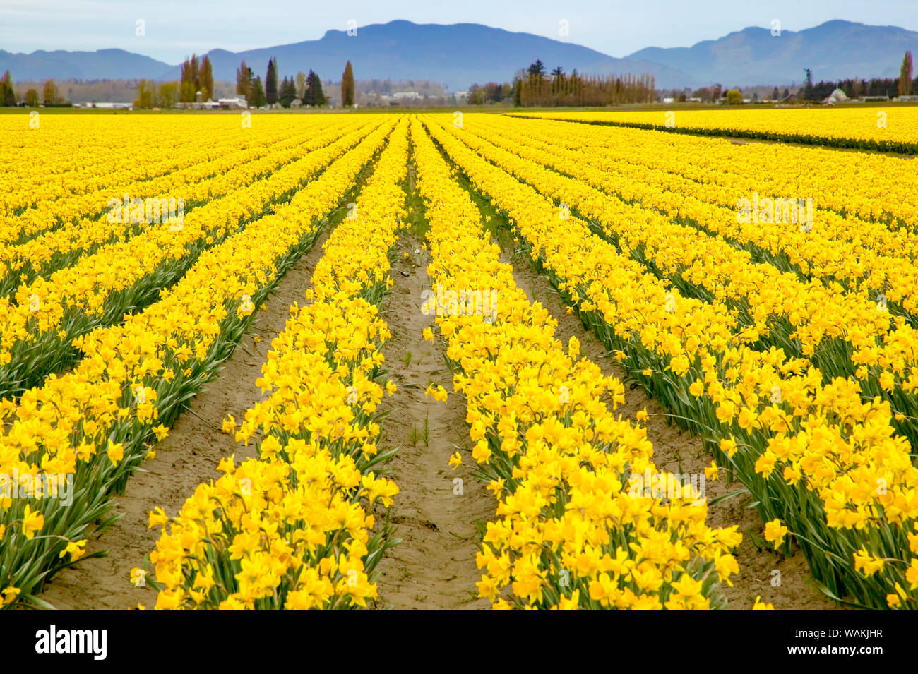 Mount Vernon, nello Stato di Washington, USA. Campo di yellow daffodils. Foto Stock