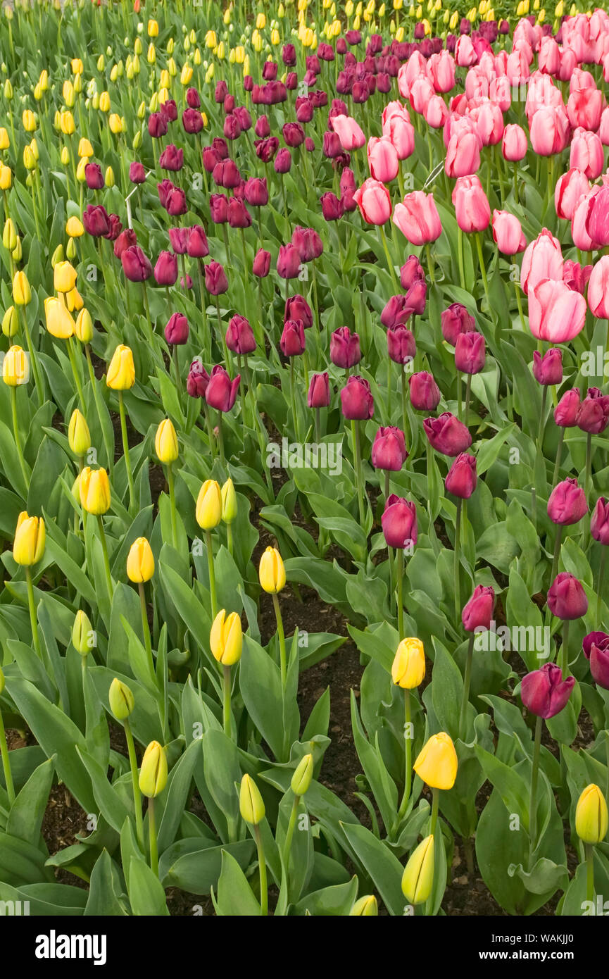 Stato di Washington, USA. Giallo, viola e rosa tulipani in crescita in righe. Foto Stock
