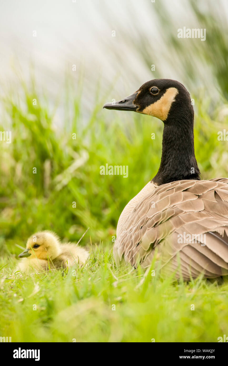 Ridgefield National Wildlife Refuge, nello Stato di Washington, USA. Canada Goose madre e il pulcino. Foto Stock