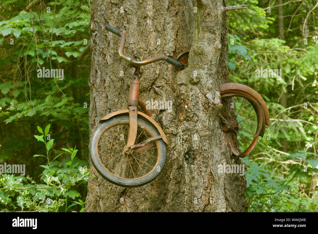 Vashon Island, nello Stato di Washington, USA. Vecchia moto cresciuta in una struttura ad albero. Una forma di arborsculpting. (Solo uso editoriale) Foto Stock