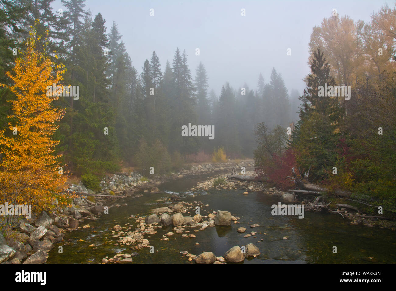 La nebbia autunnale, Nason Creek, Wenatchee National Forest, nello Stato di Washington, USA Foto Stock