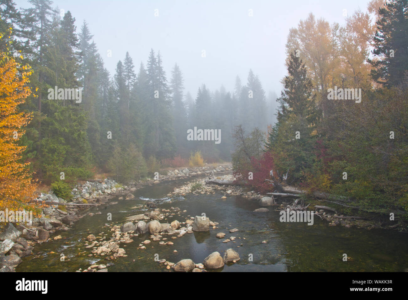 La nebbia autunnale, Nason Creek, Wenatchee National Forest, nello Stato di Washington, USA Foto Stock