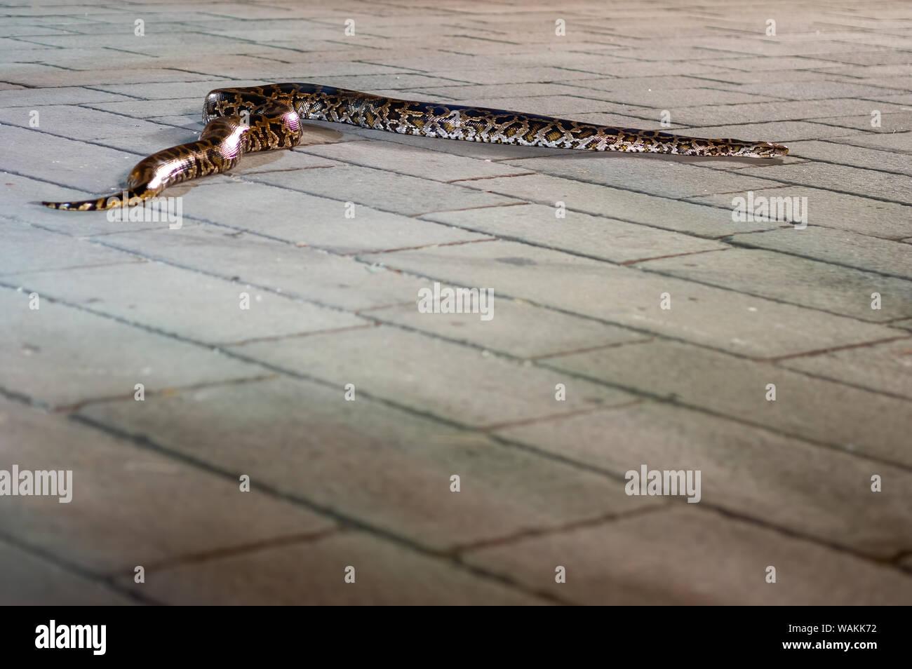 Grande serpente python, sul pavimento in pietra. Foto Stock