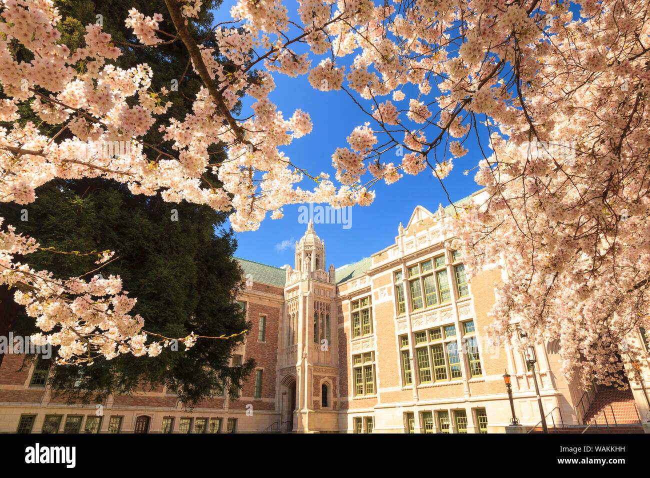 La fioritura dei ciliegi in fiore di picco, la molla, la University of Washington campus, Seattle, nello Stato di Washington, USA (solo uso editoriale) Foto Stock