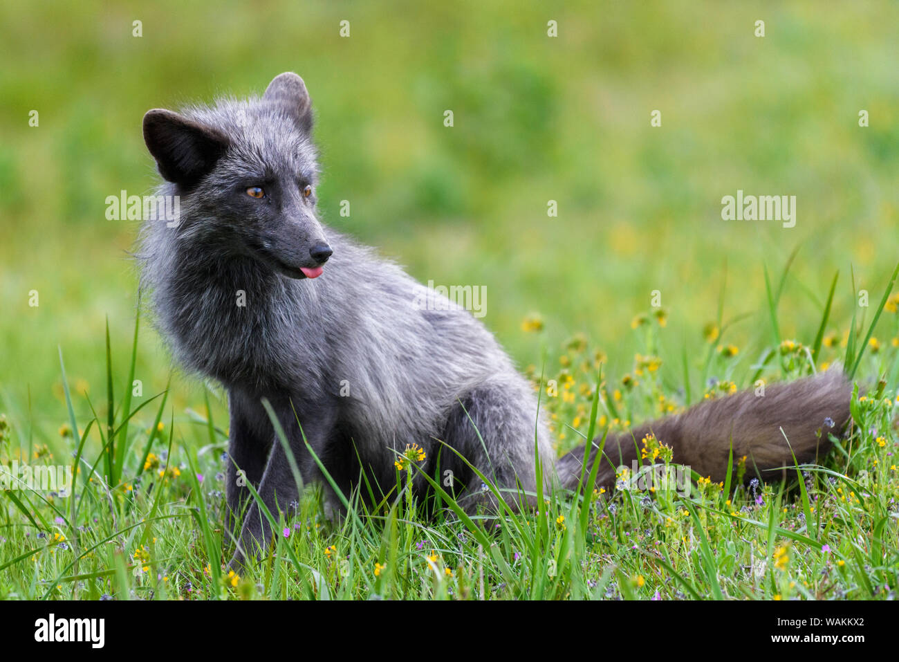 Stati Uniti d'America, nello Stato di Washington. Red Fox vixen. Foto Stock