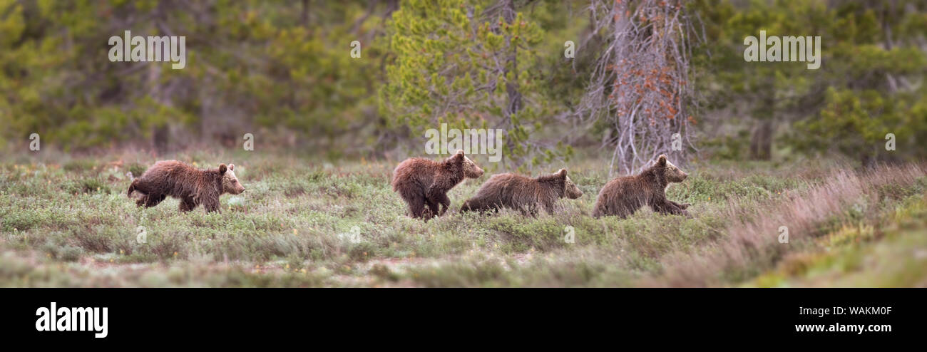Stati Uniti d'America, Wyoming Grand Teton National Park. Yearling orsi grizzly in esecuzione di recuperare il ritardo con la scrofa bear. Credito come: Don Grall Jaynes / Galleria / DanitaDelimont.com Foto Stock