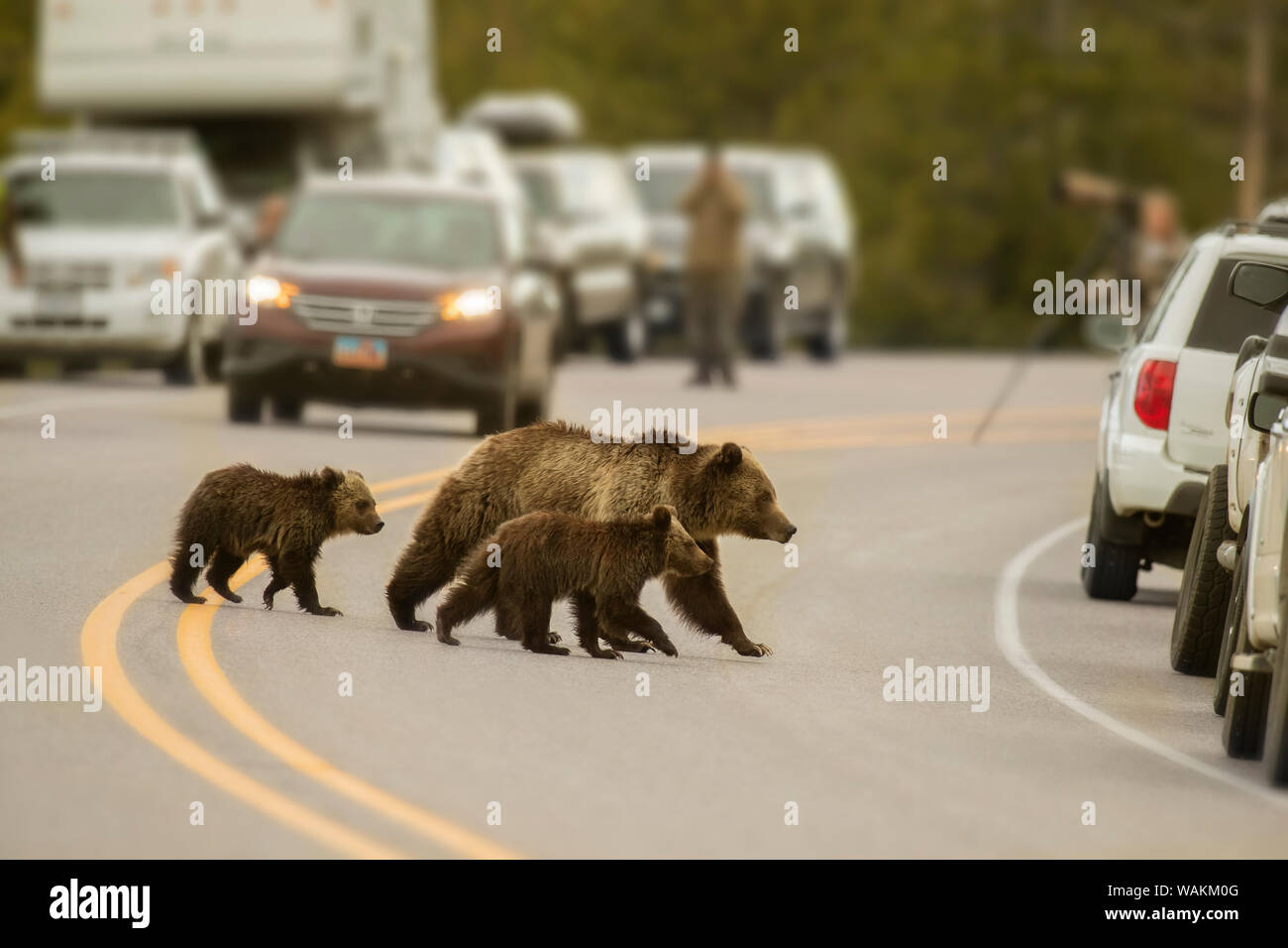 Stati Uniti d'America, Wyoming Grand Teton National Park. Orso grizzly sow e lupetti stop al traffico di cross road. Credito come: Don Grall Jaynes / Galleria / DanitaDelimont.com Foto Stock