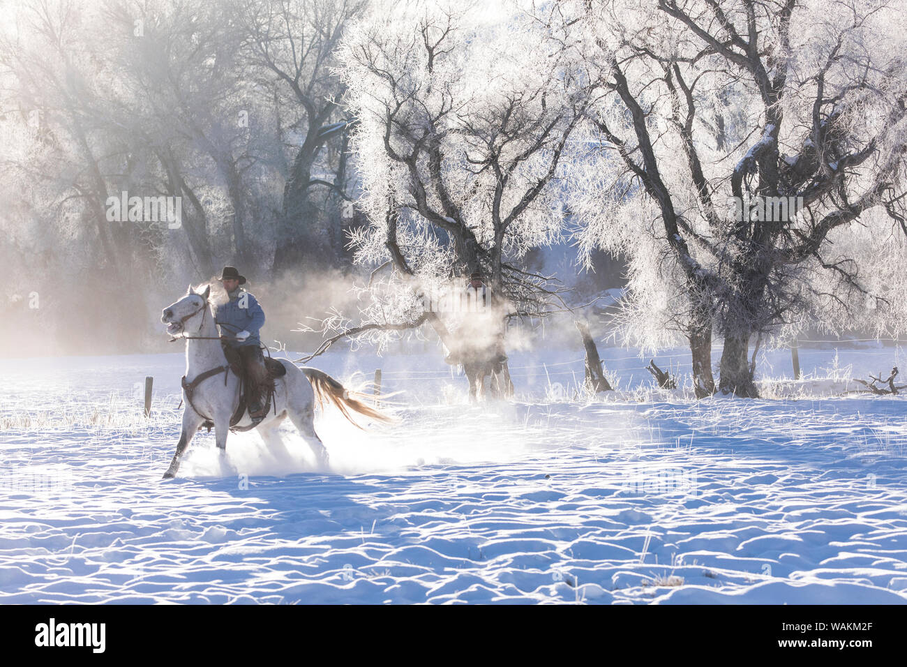 Cowboy a cavallo rigido sul nascondiglio Ranch, Shell, Wyoming. Cowboy in sella al suo cavallo attraverso la neve e il gelo su freddo mattino. (MR) Foto Stock
