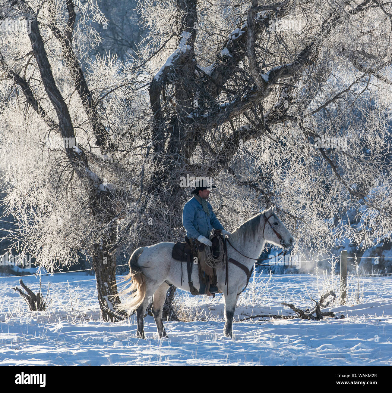 Cowboy a cavallo rigido sul nascondiglio Ranch, Shell, Wyoming. Cowboy a cavallo frosty mattina. (MR) Foto Stock