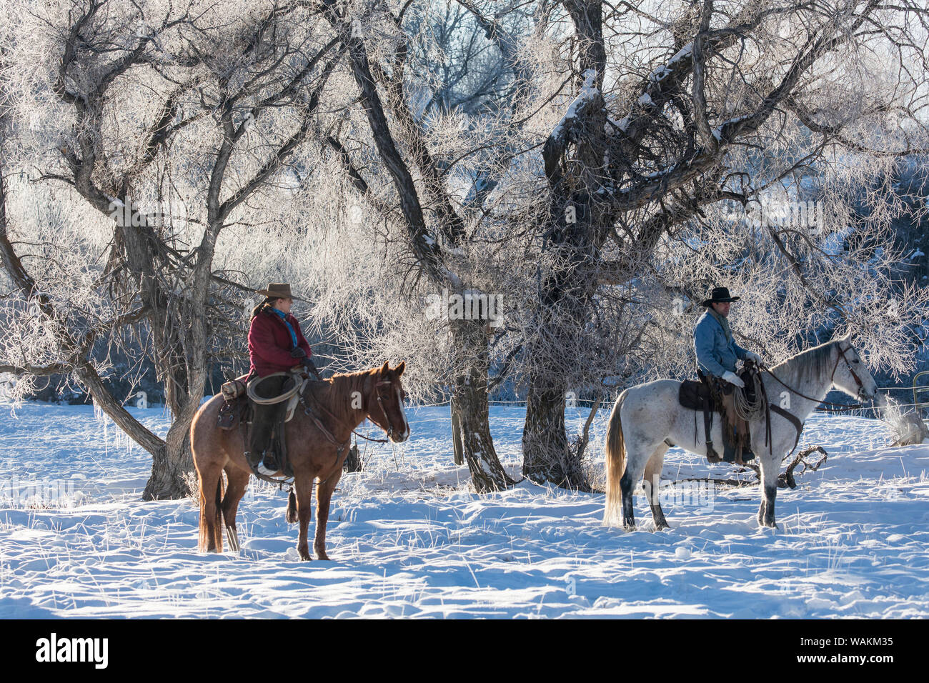 Cowboy a cavallo rigido sul nascondiglio Ranch, Shell, Wyoming. Cowgirl e cowboy a cavallo su un freddo gelido mattina. (MR) Foto Stock