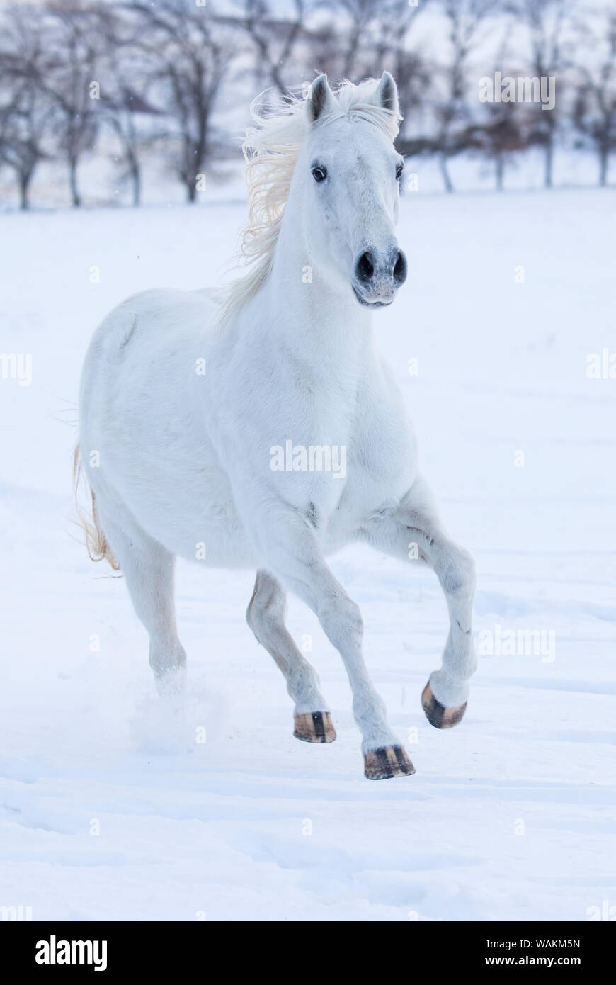 Cowboy a cavallo rigido sul nascondiglio Ranch, Shell, Wyoming. White Horse Running nella neve Foto Stock
