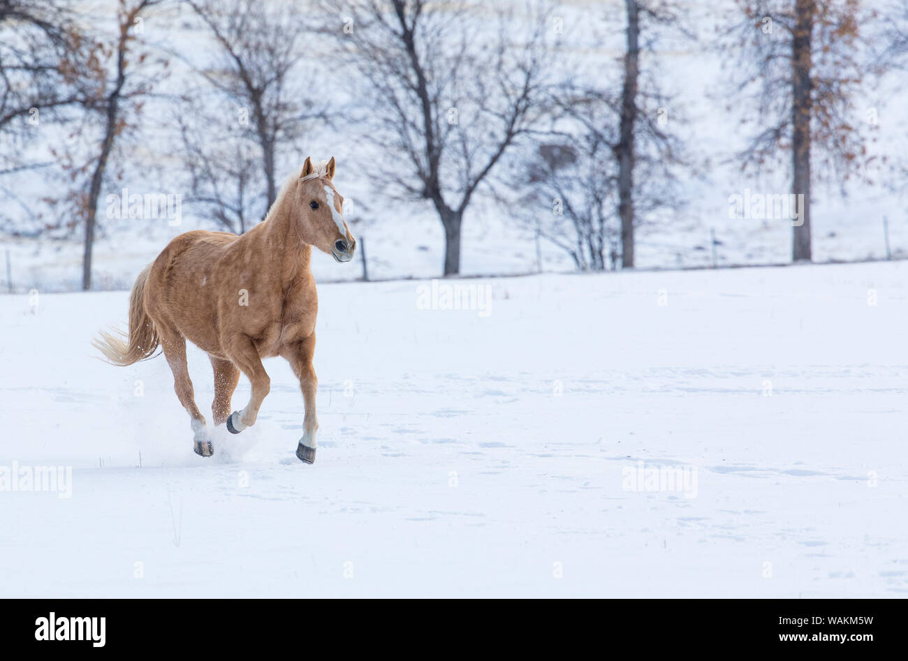 Cowboy a cavallo rigido sul nascondiglio Ranch, Shell, Wyoming. Cavallo singolo in esecuzione nella neve. Foto Stock
