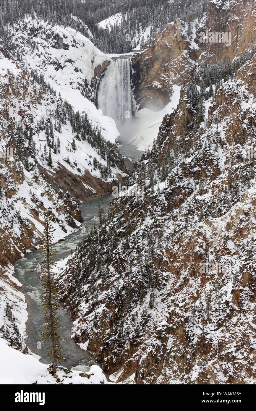 Stati Uniti d'America, Wyoming, il Parco Nazionale di Yellowstone, Cascate di Yellowstone. Il Grand Canyon di Yellowstone, Yellowstone Falls sono pieni di neve fondere in primavera. Foto Stock