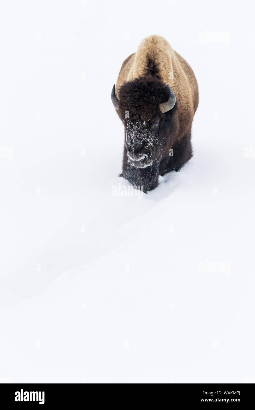 Stati Uniti d'America, Wyoming Yellowstone National Park. Bisonti americani (Bos bison) bull solcare la neve profonda. Foto Stock