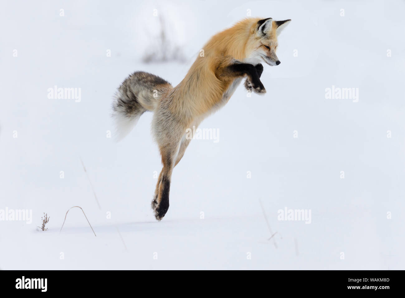 Stati Uniti d'America, Wyoming Yellowstone National Park. Un rosso volpe (Vulpes vulpes) saltando di rompere attraverso la neve per ottenere un roditore. Foto Stock