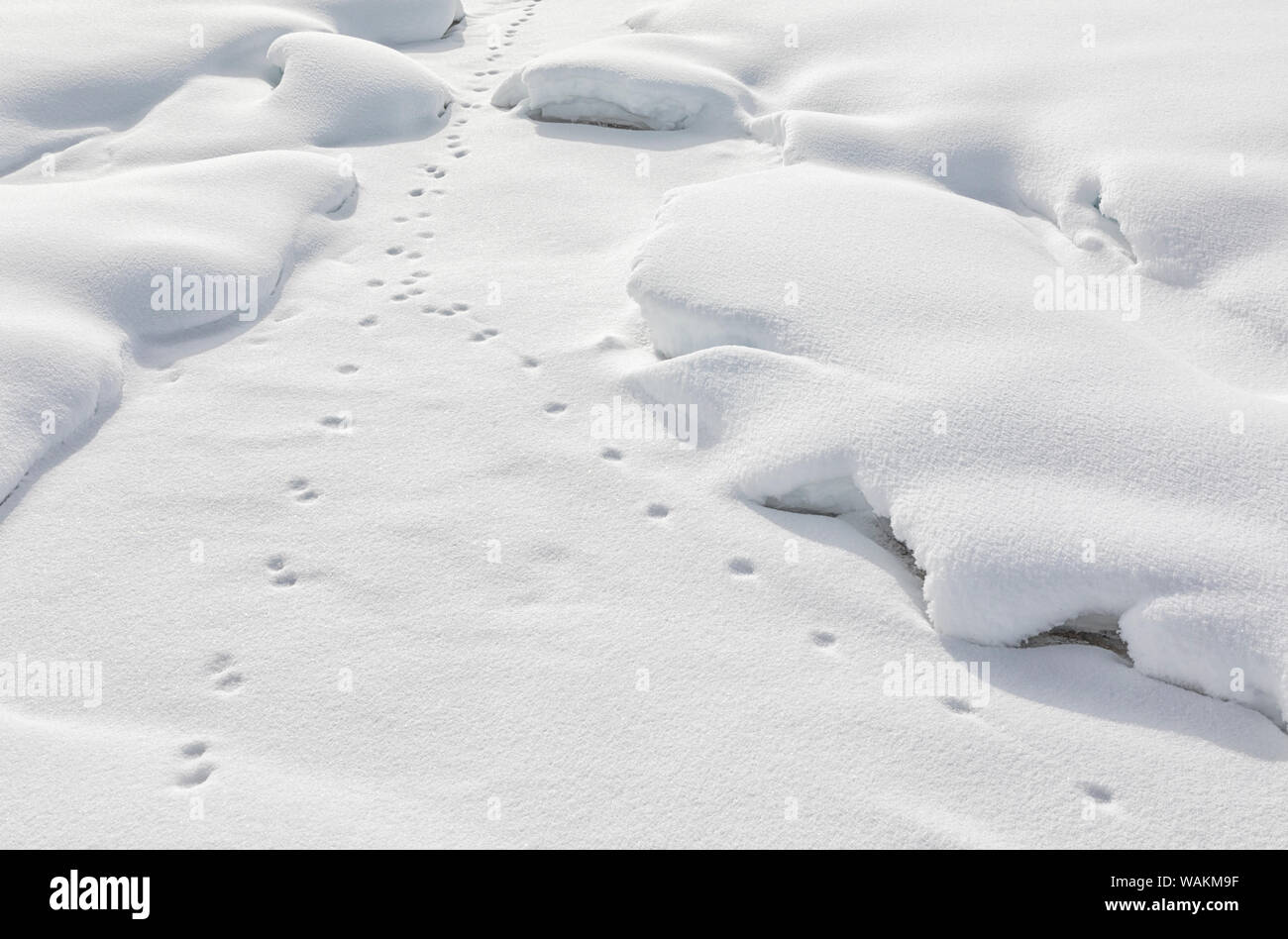 Stati Uniti d'America, Wyoming, il Parco Nazionale di Yellowstone, Midway Geyser Basin. Le tracce degli animali sulla neve di dimostrare che ci sono animali circa. Foto Stock