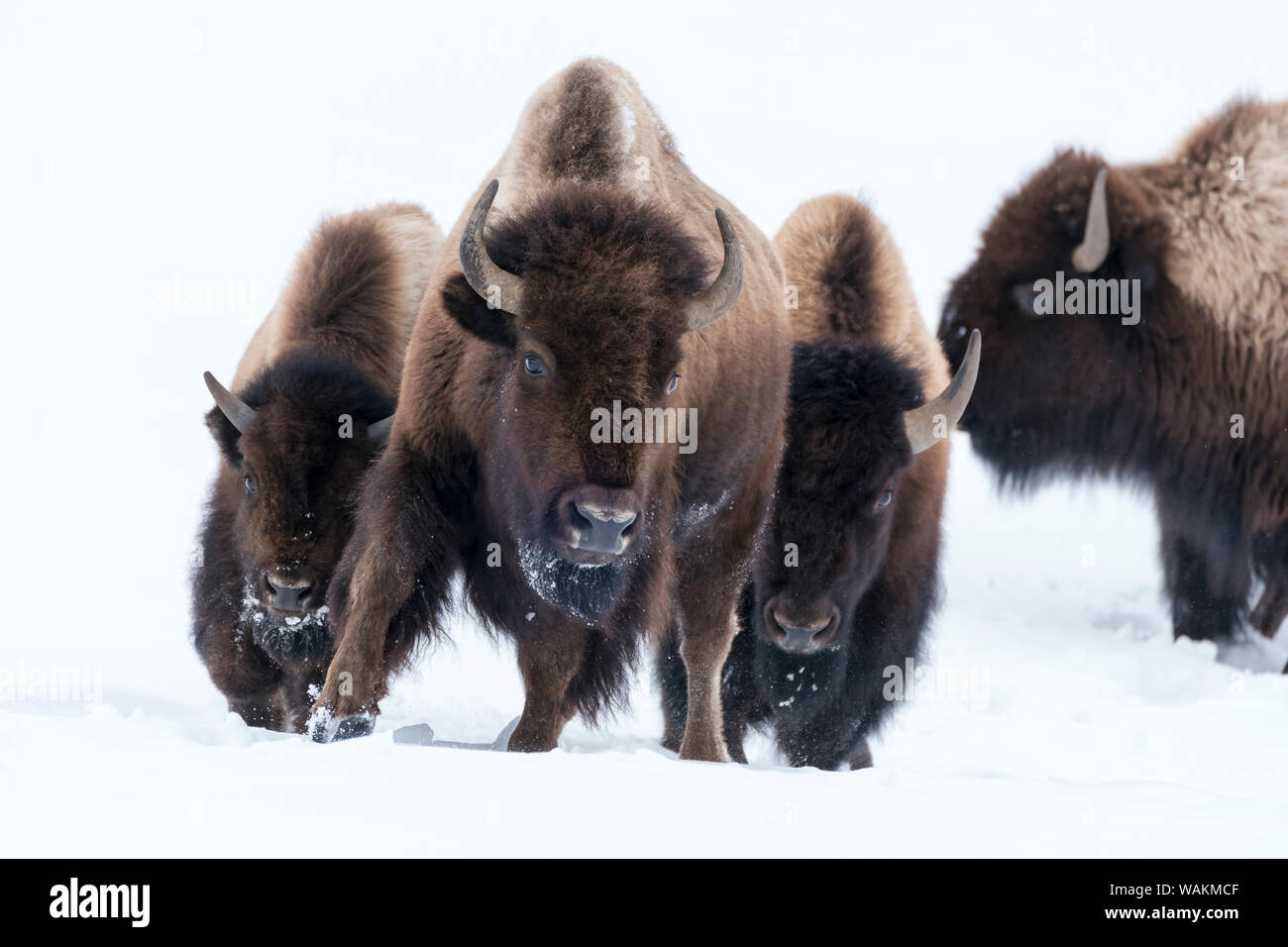 Stati Uniti d'America, Wyoming Yellowstone National Park. Bisonti americani (Bos bison) inizi a correre attraverso la neve profonda. Foto Stock