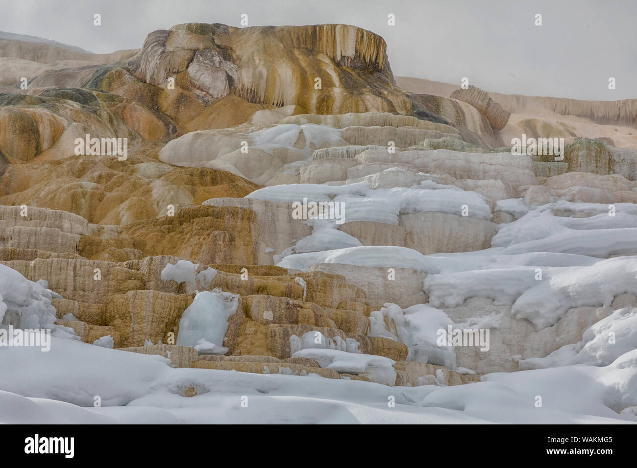 Stati Uniti d'America, Wyoming, il Parco Nazionale di Yellowstone, Mammoth Hot Springs. Minerali provenienti da sorgenti di acqua calda in oro e umber. Foto Stock