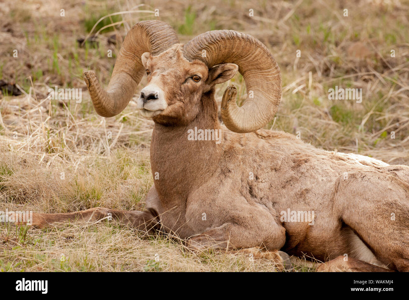 Parco Nazionale di Yellowstone, Wyoming negli Stati Uniti. Bighorn ram in appoggio. Foto Stock