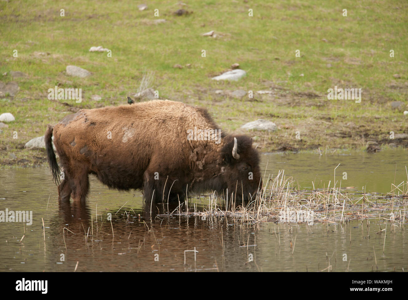 Parco Nazionale di Yellowstone, Wyoming negli Stati Uniti. Bison con un starling sulla sua schiena, bere in un stagno. Foto Stock Parco Nazionale di Yellowstone, Wyoming negli Stati Uniti. Bison con un starling sulla sua schiena, bere in un stagno. Foto Stock