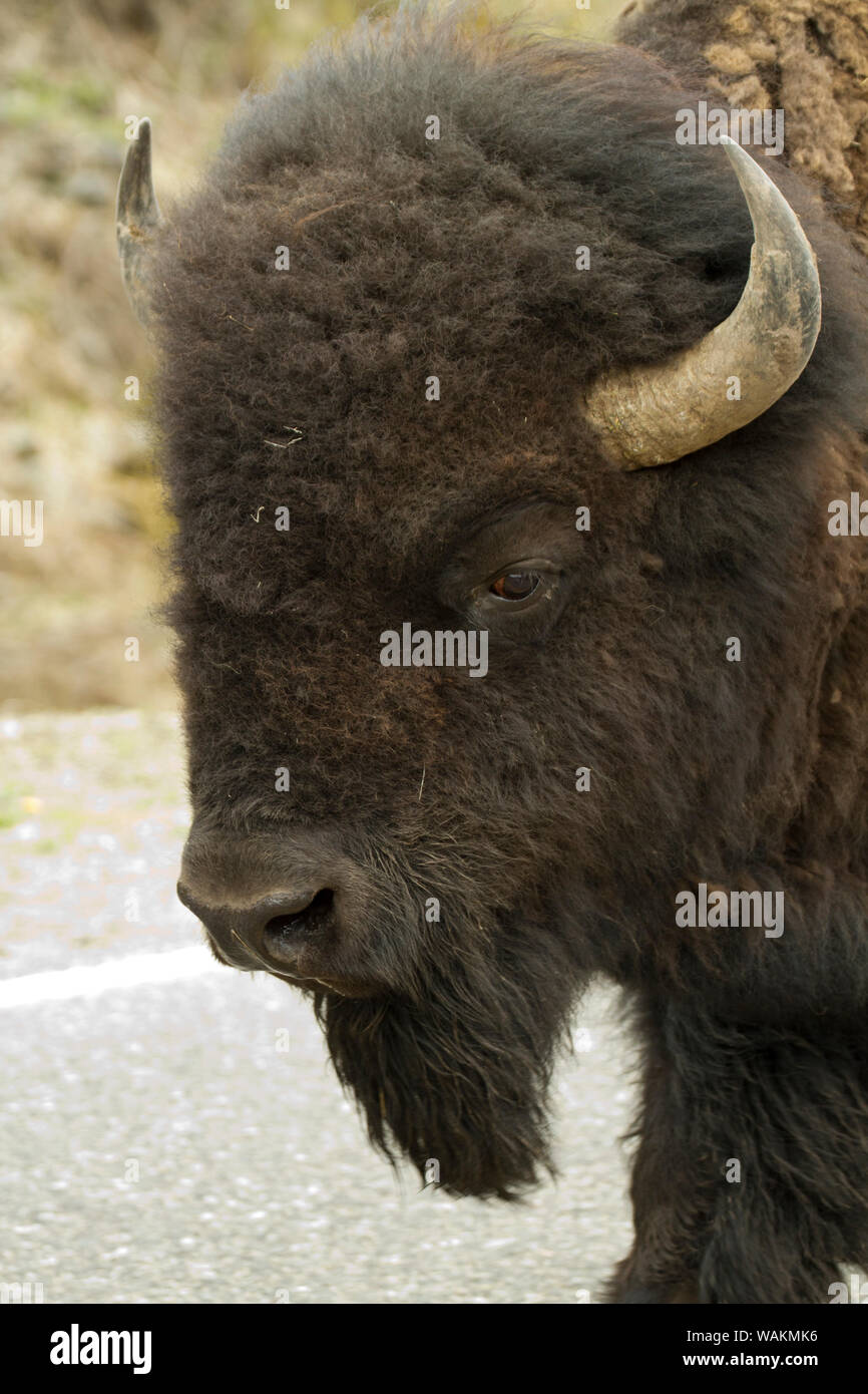 Parco Nazionale di Yellowstone, Wyoming negli Stati Uniti. Bison ritratto di un bisonte a piedi giù per la strada. Foto Stock Parco Nazionale di Yellowstone, Wyoming negli Stati Uniti. Bison ritratto di un bisonte a piedi giù per la strada. Foto Stock