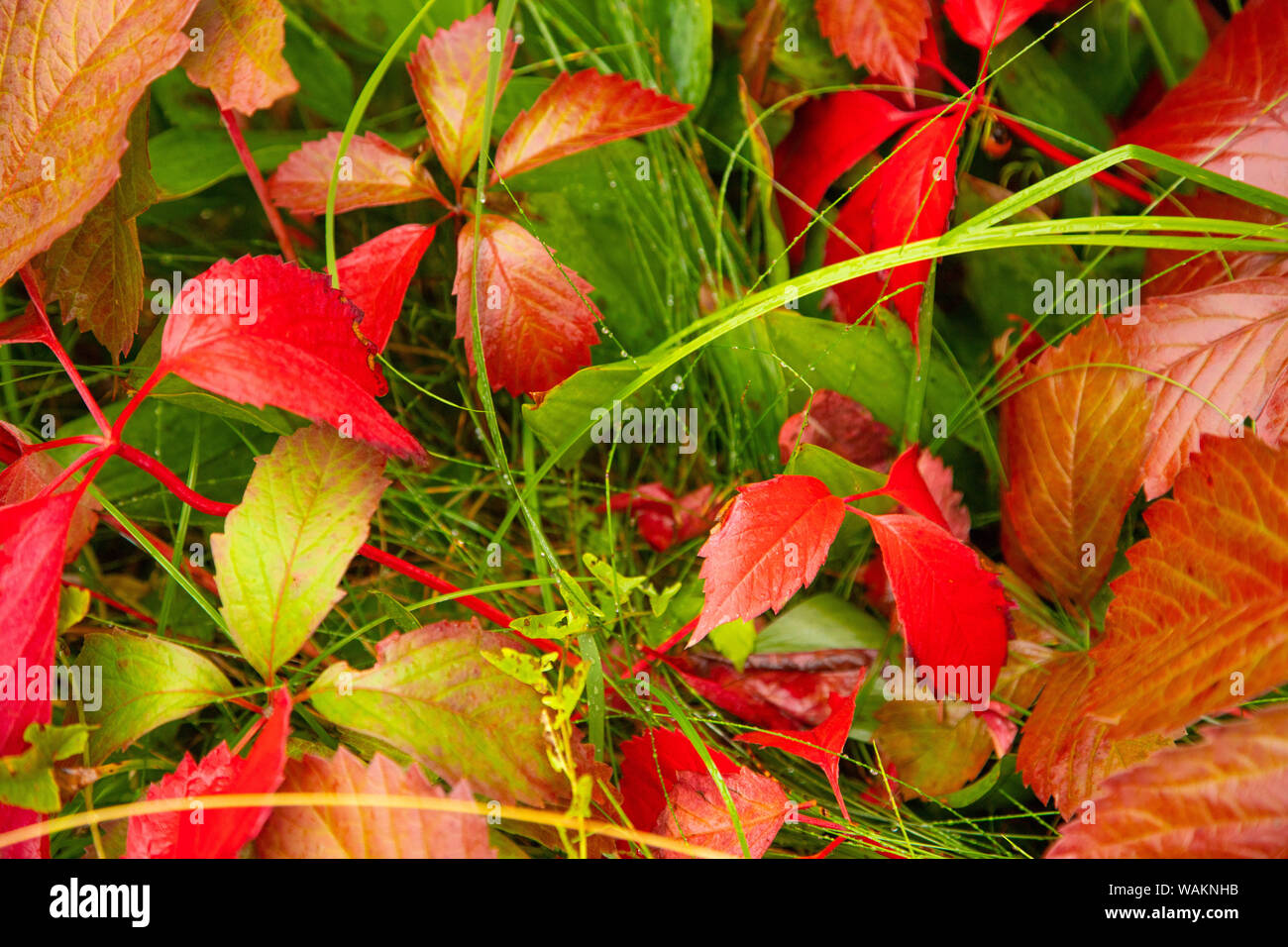 Autunno sfondo colorato foglie rosse Foto Stock
