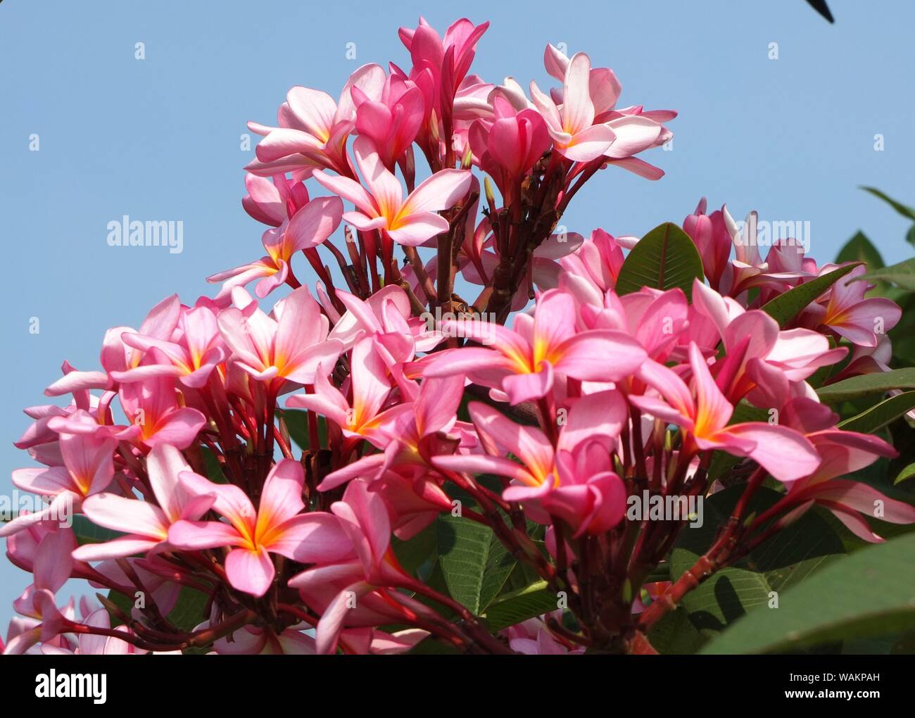 Il frangipani ping fiori fioriscono splendidamente Foto Stock