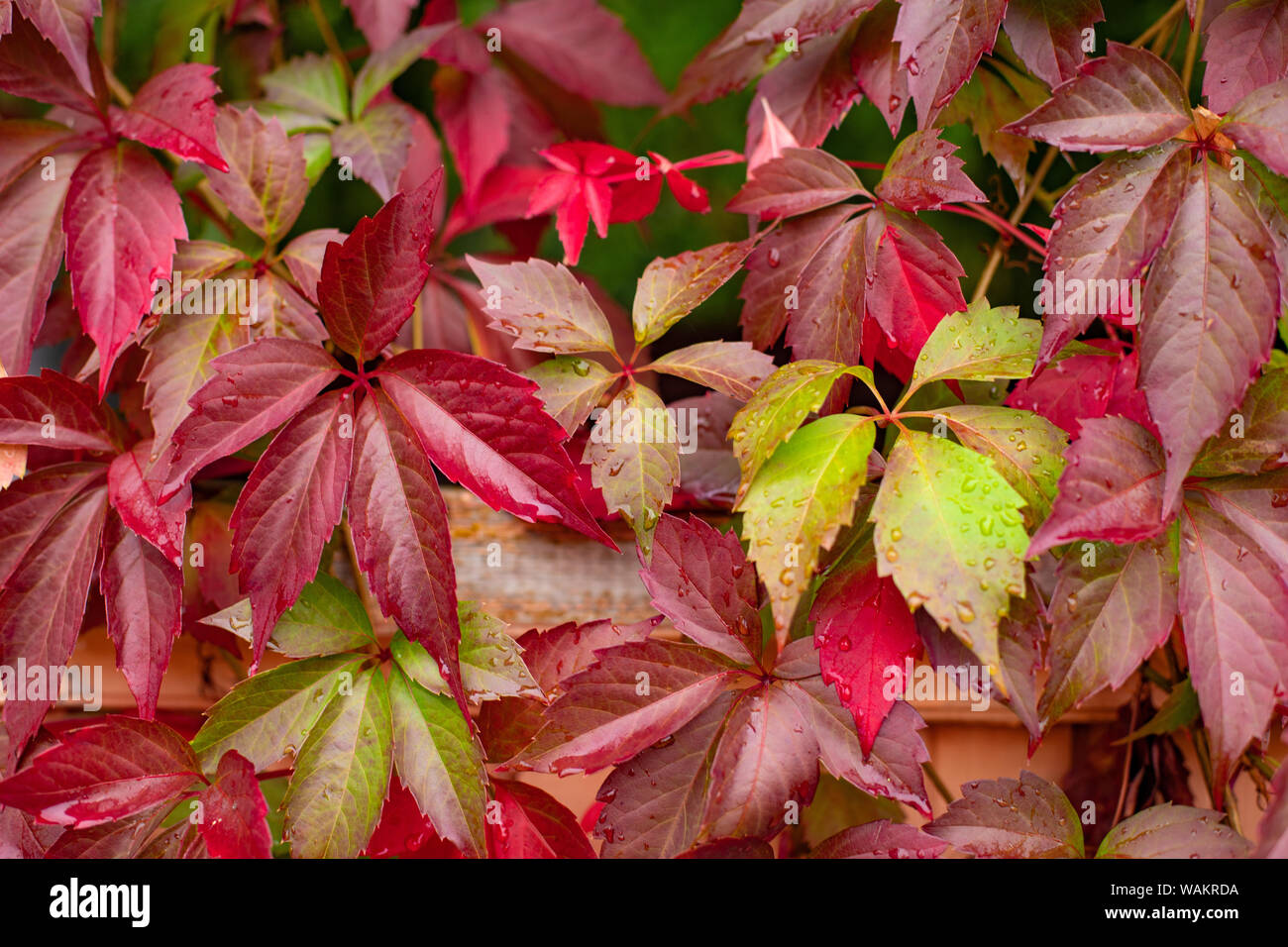 Autunno sfondo colorato foglie rosse Foto Stock