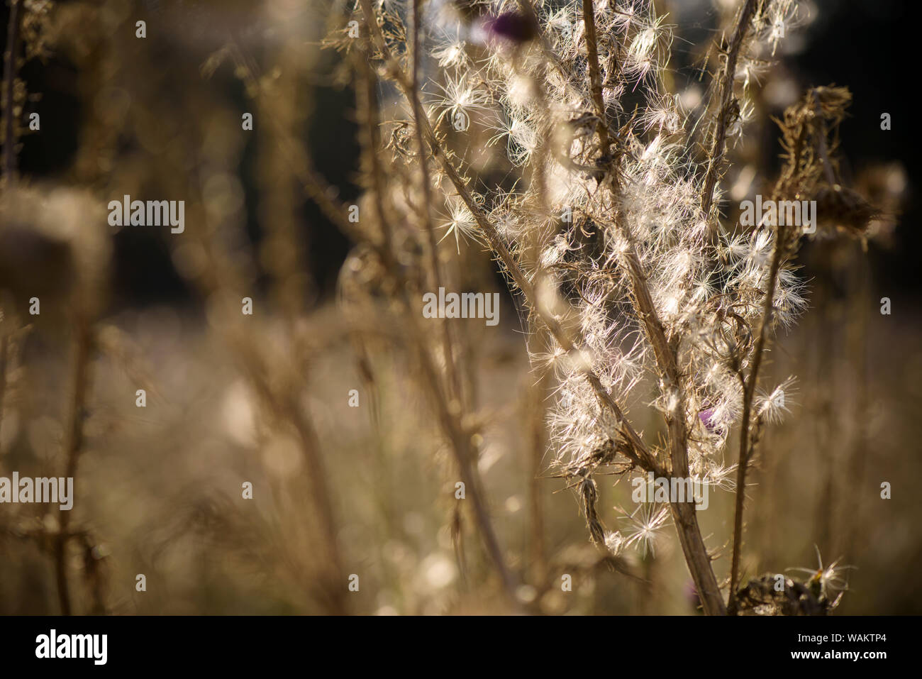 Fiori di cardo (Cardus Marianus) alla sommità delle montagne al tramonto Foto Stock