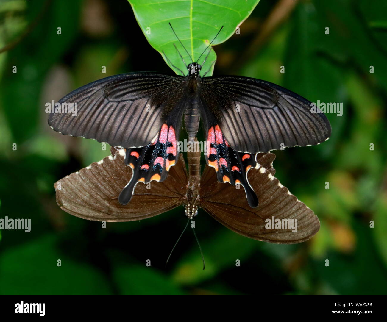 Una farfalla monarca Foto Stock