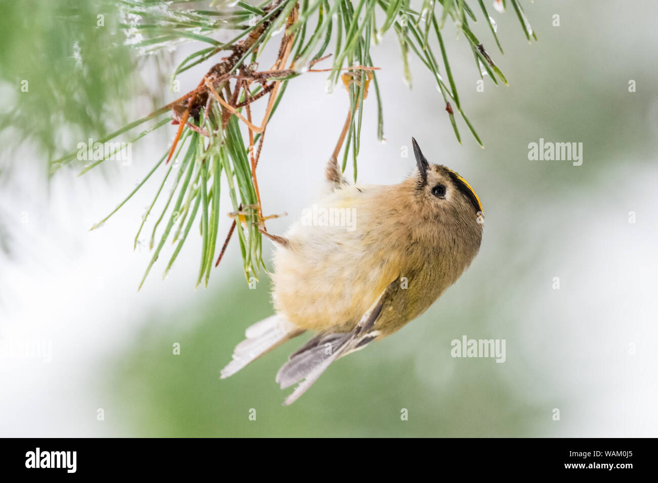 Vista laterale della goldcrest (Regulus regulus) appesi da aghi di pino. Il Galles, UK. Dicembre Foto Stock