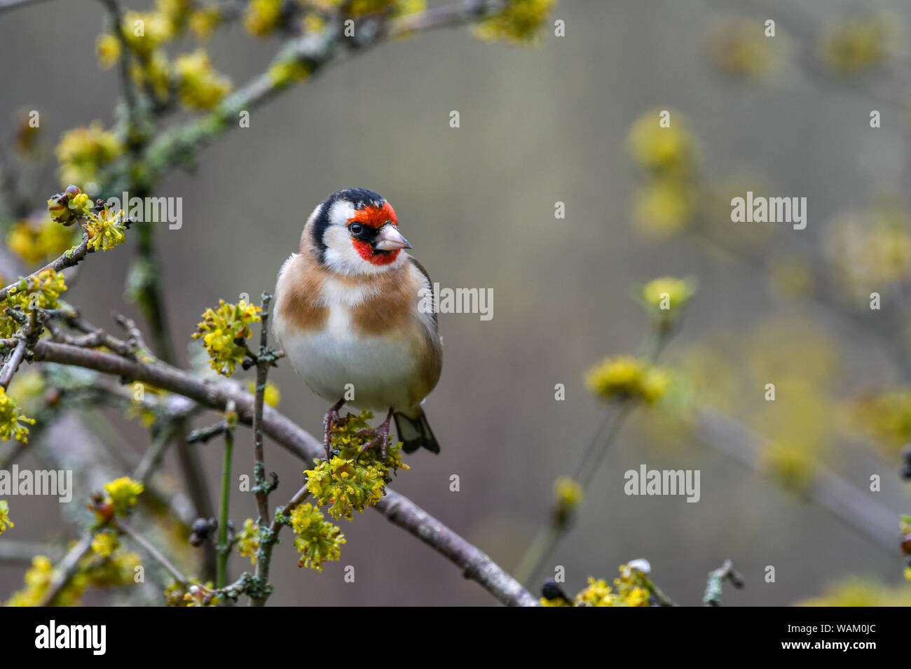 Un cardellino (Carduelis carduelis) nella struttura circondata da fiori gialli. Devon UK, Marzo Foto Stock