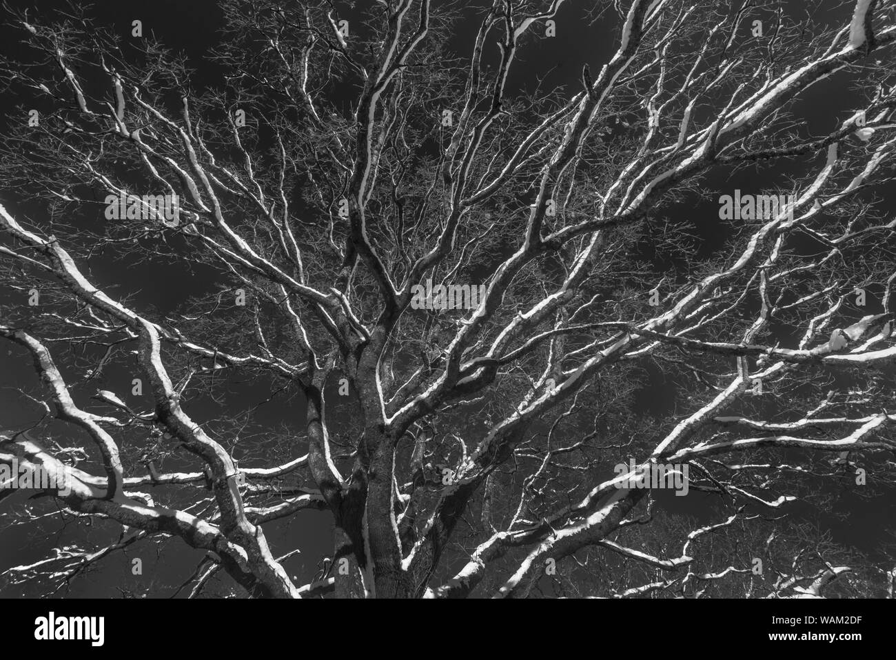 Inverno monocromatica ad albero con tettoia coperta di neve rami. Contrasto elevato. Il Galles, Regno Unito, dicembre Foto Stock