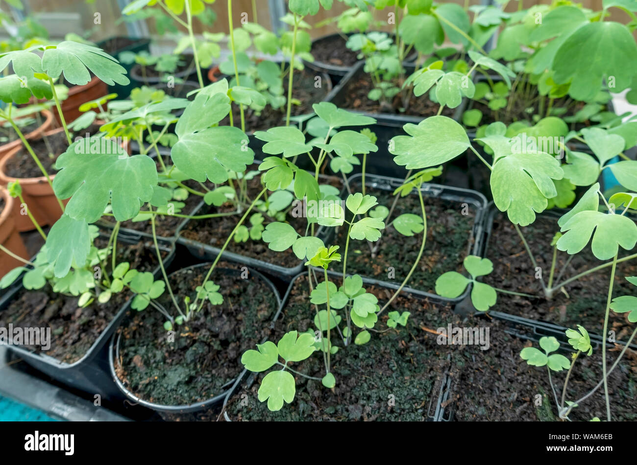 Primo piano di giovani aquilegia aquilegias piante pianta che crescono in vasi nella serra in primavera Inghilterra Regno Unito GB Gran Bretagna Foto Stock