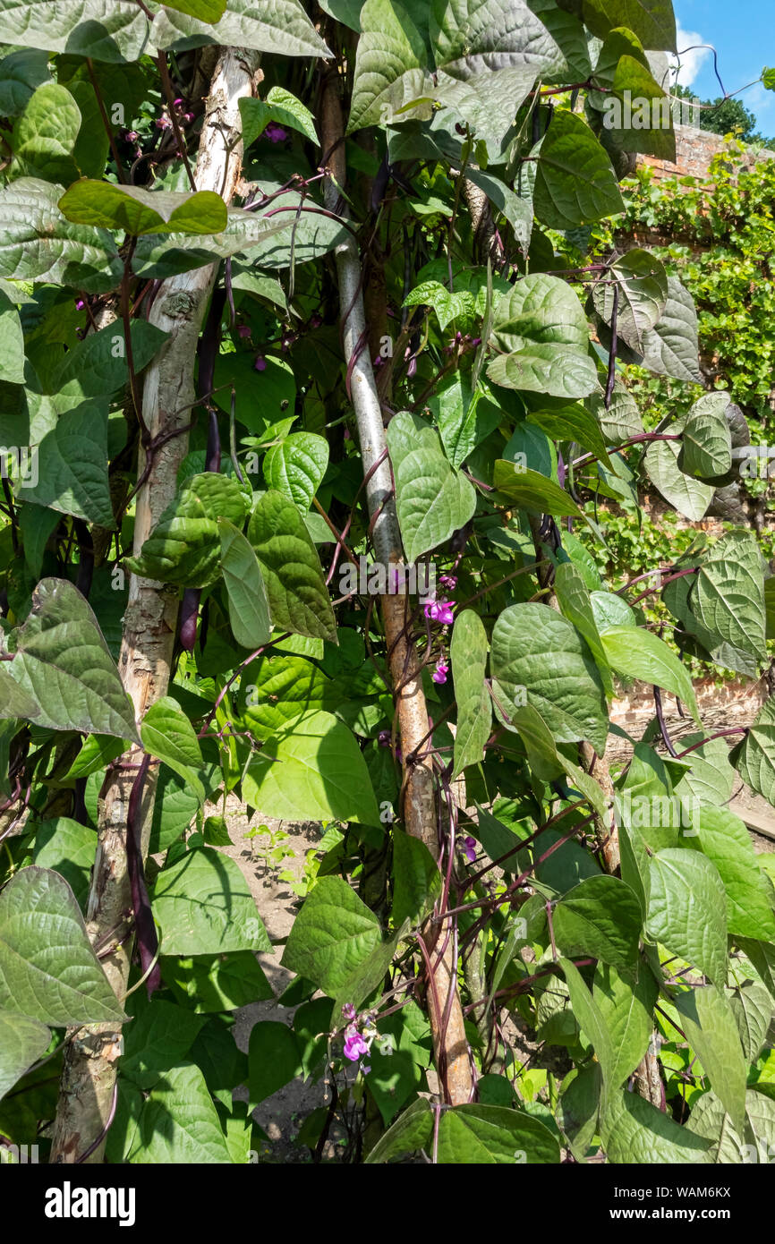 Primo piano di arrampicata viola runner fagioli piante di fagioli in estate Inghilterra Regno Unito GB Gran Bretagna Foto Stock