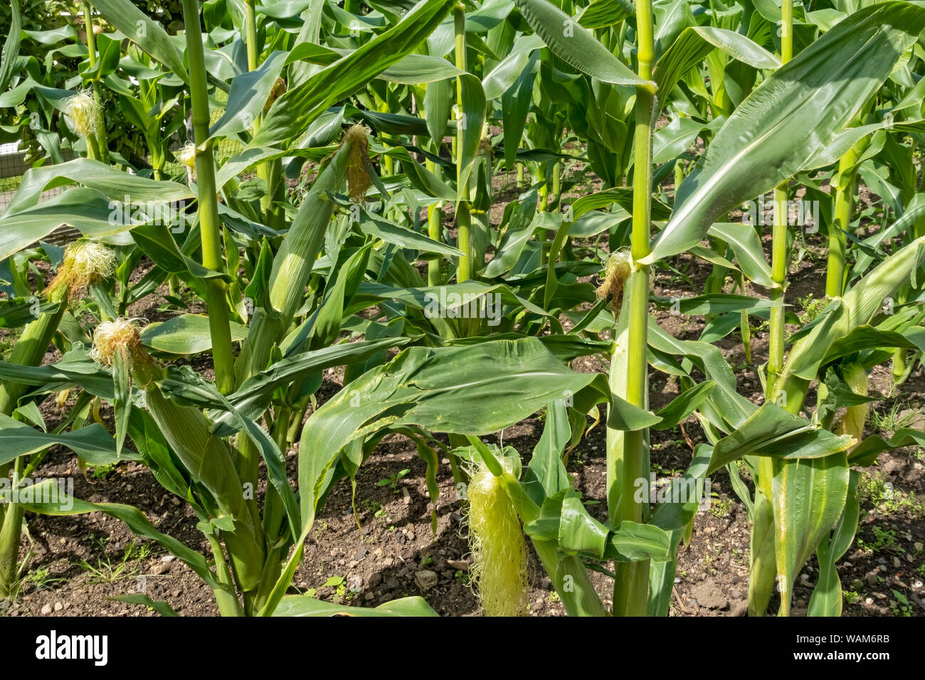 Primo piano di Sweetcorn Swift varietà coltivare piante in un orto appezzamento terreno in estate Inghilterra Regno Unito GB Gran Bretagna Foto Stock