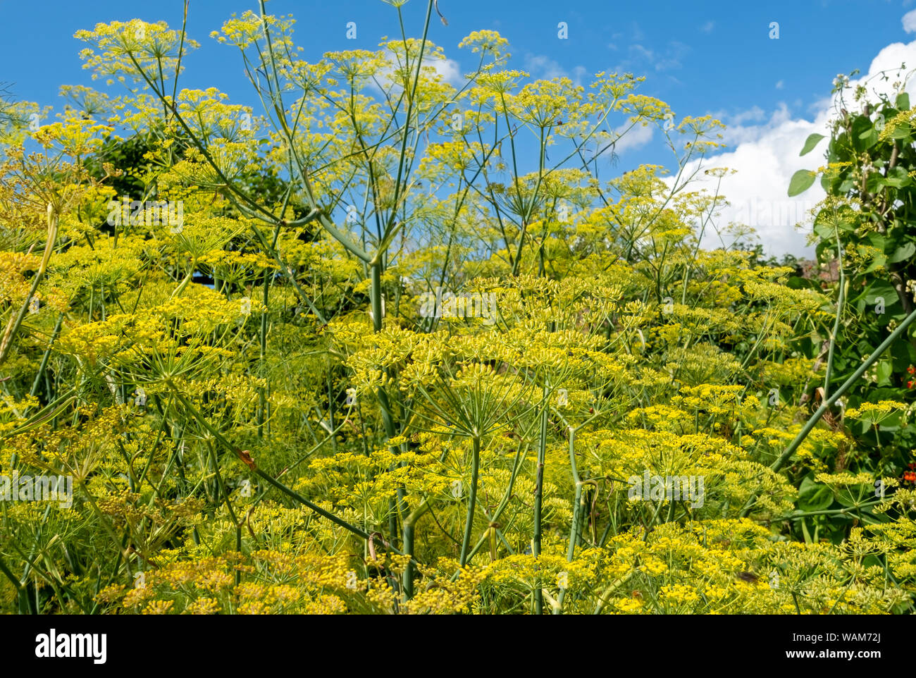 Primo piano di fiori di finocchio giallo fiore (volgare di foenicula) in estate Inghilterra Regno Unito GB Gran Bretagna Foto Stock