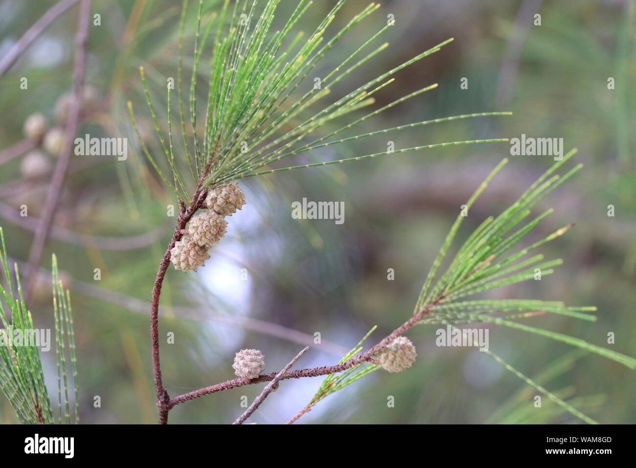 Pigne sui rami di alberi di pino. Foto Stock