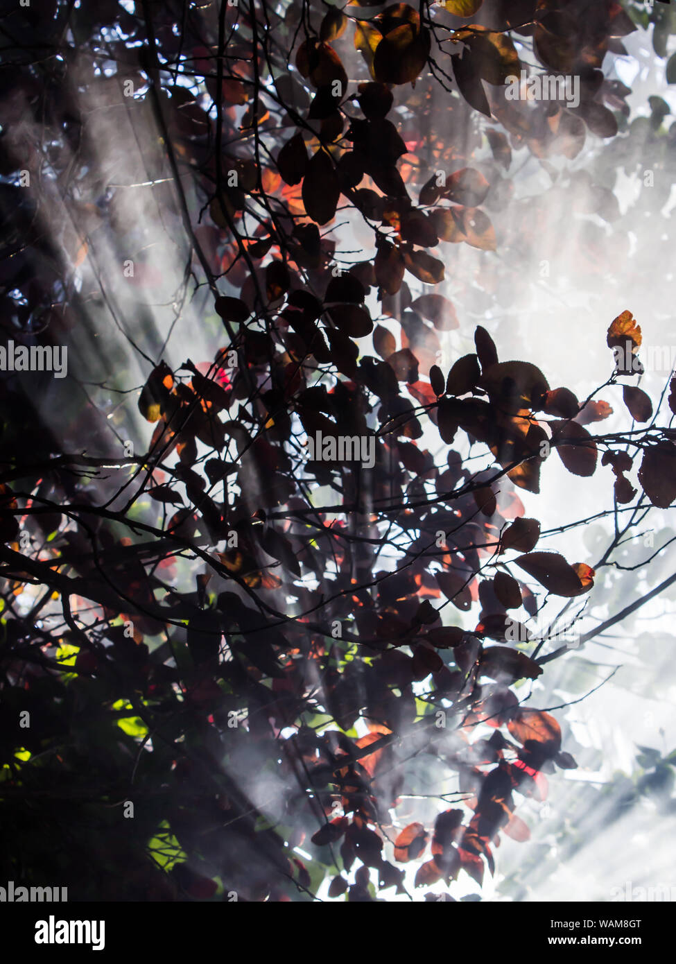 Foglia viola prugna (prunus cerasifera), il fumo e la luce Foto Stock