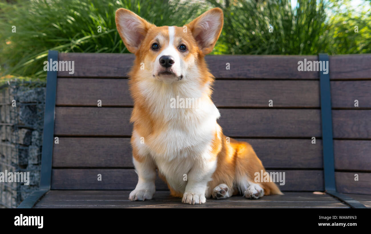 Ritratto di un grazioso cucciolo Corgi Pembroke sulla panchina del parco. Felice cane Corgi close-up Foto Stock