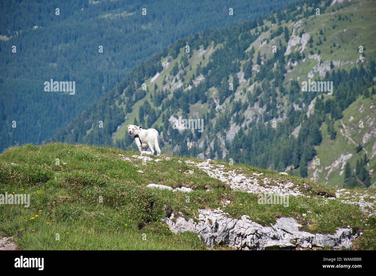 Cane bianco in attesa del suo maestro durante le escursioni nelle Dolomiti di Brenta, Italia con paesaggio roccioso in background Foto Stock