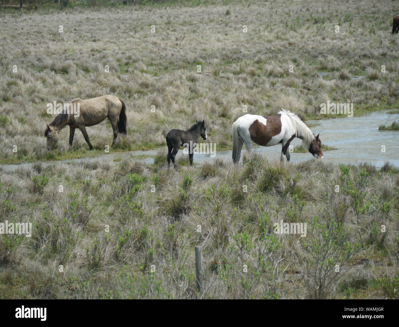 Cavalli selvaggi, Assateague National Seashore Foto Stock